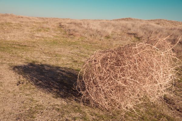 Cost of Tumbleweed Removal in Sequim