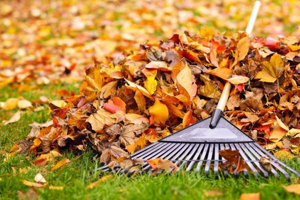 Cost of Yard Leaf Removal in Sequim