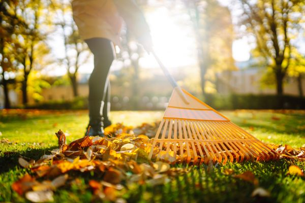 Cost of Leaves Raking in Sequim