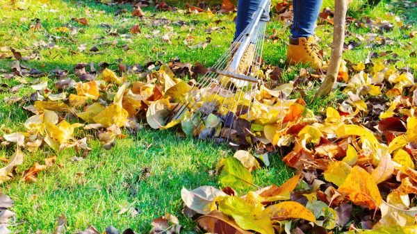 Cost of Lawn Cleanup Service in Sequim