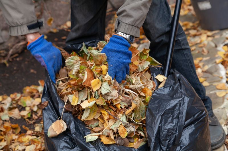 Cleaned Lawn with Fallen Leaves